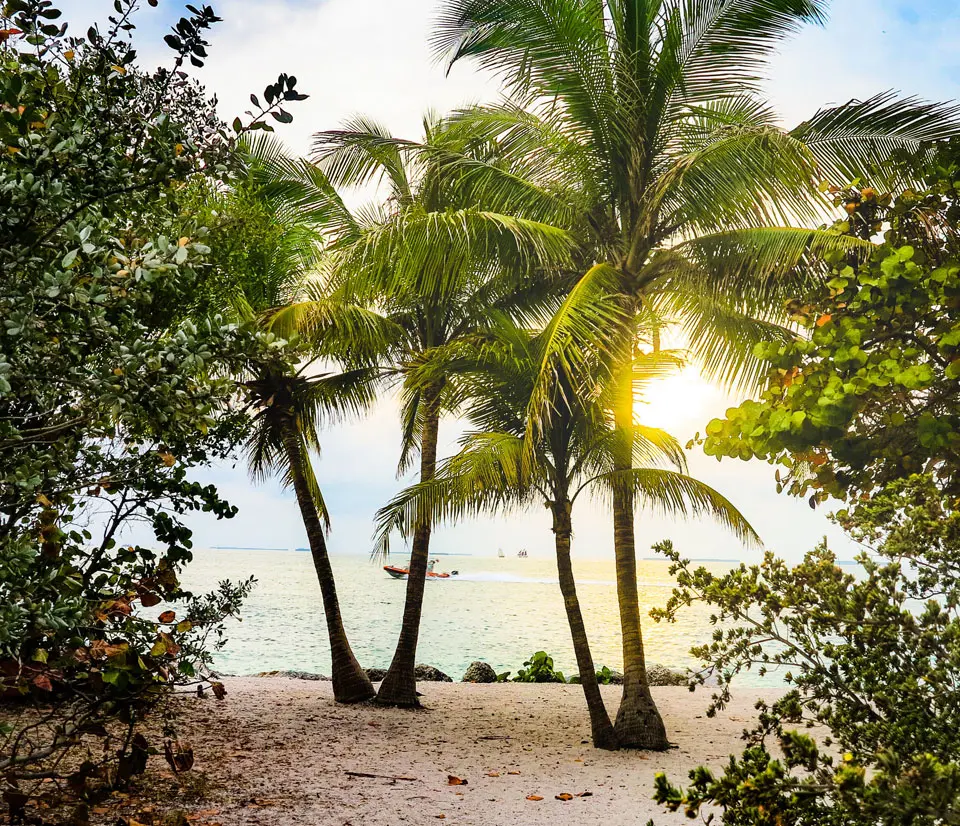 A beach with palm trees and the sun shining through.
